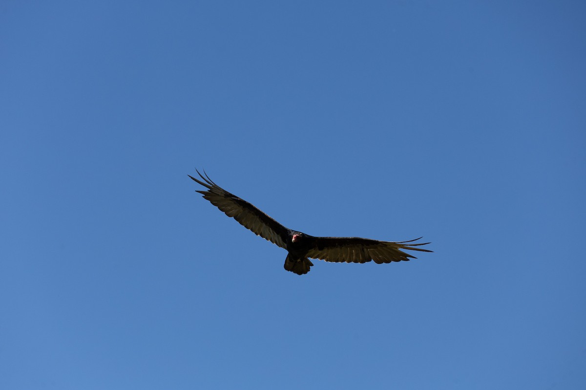 Turkey Vulture - ML619328281