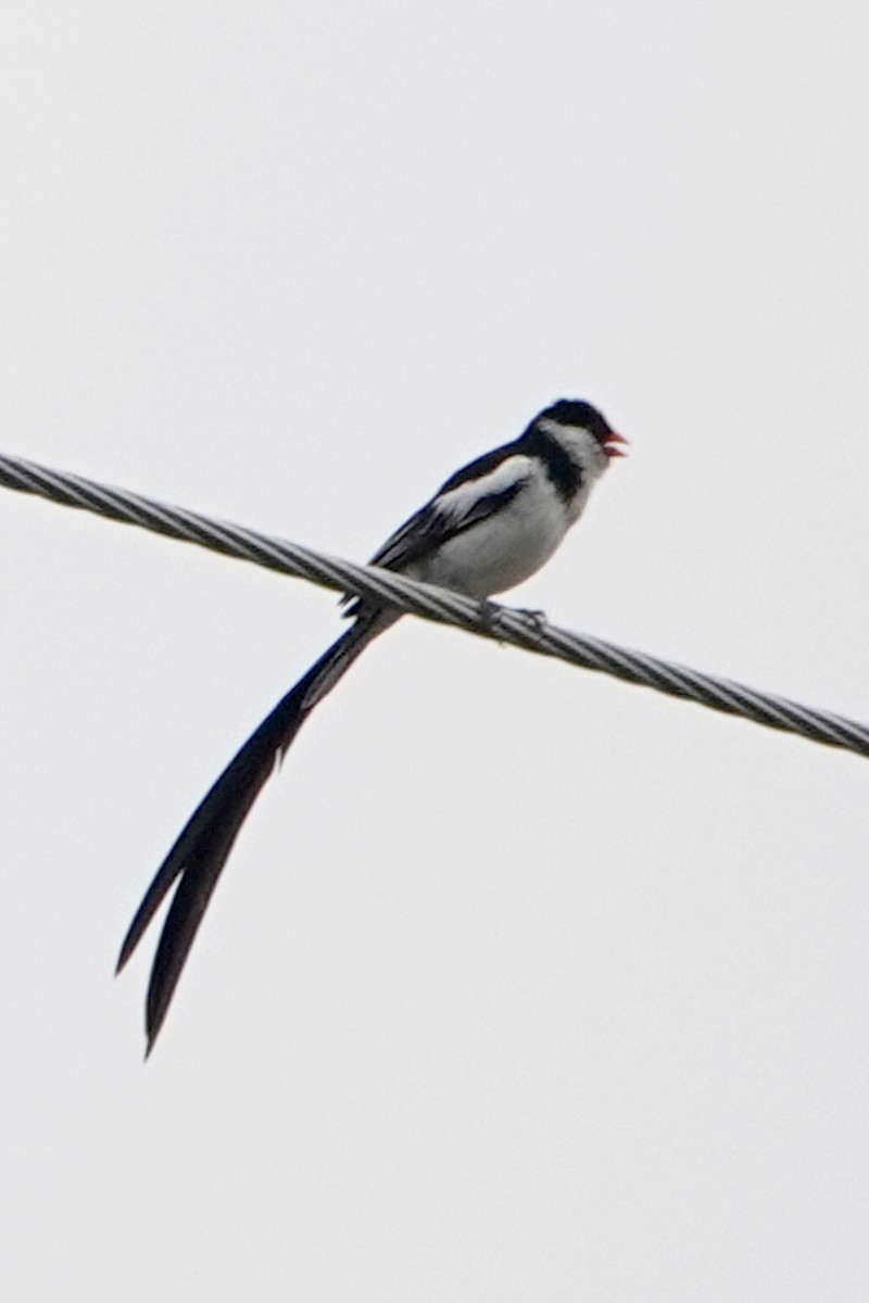 Pin-tailed Whydah - ML619328316