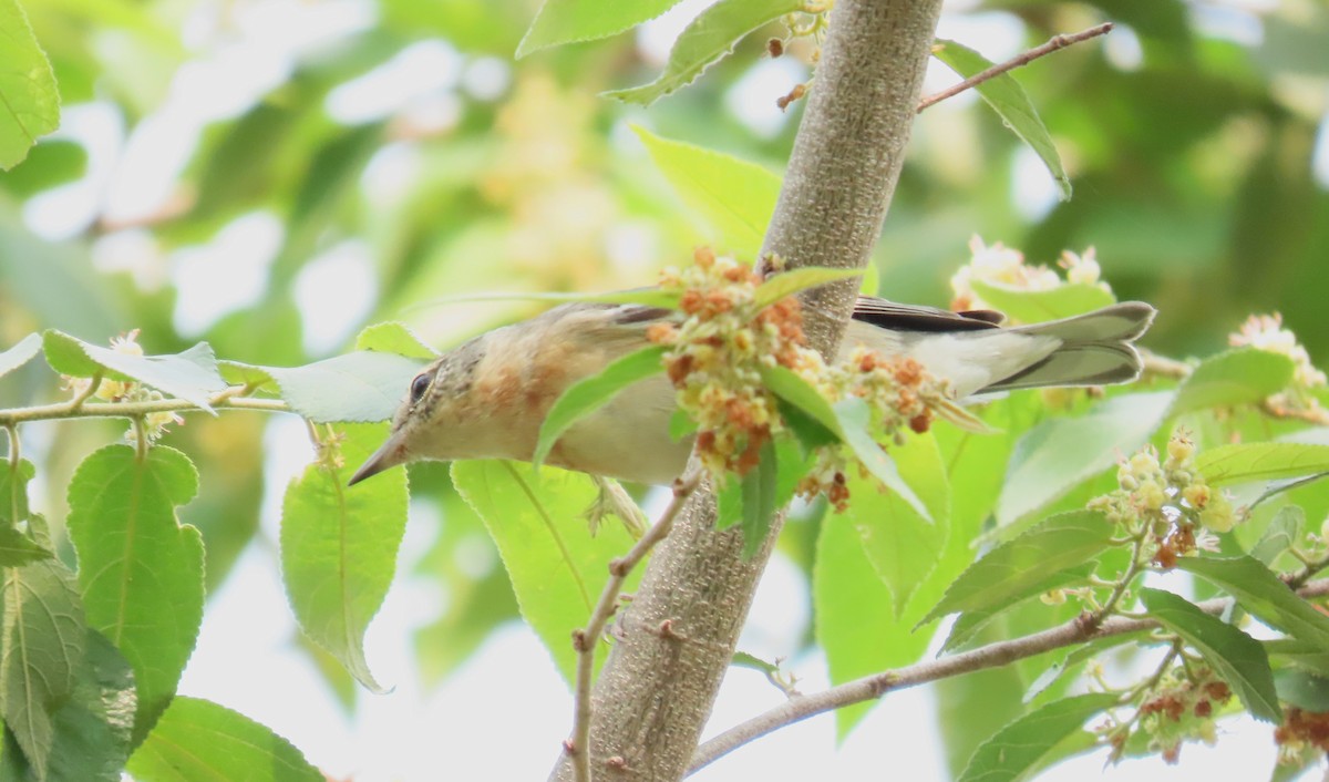 Bay-breasted Warbler - ML619328318