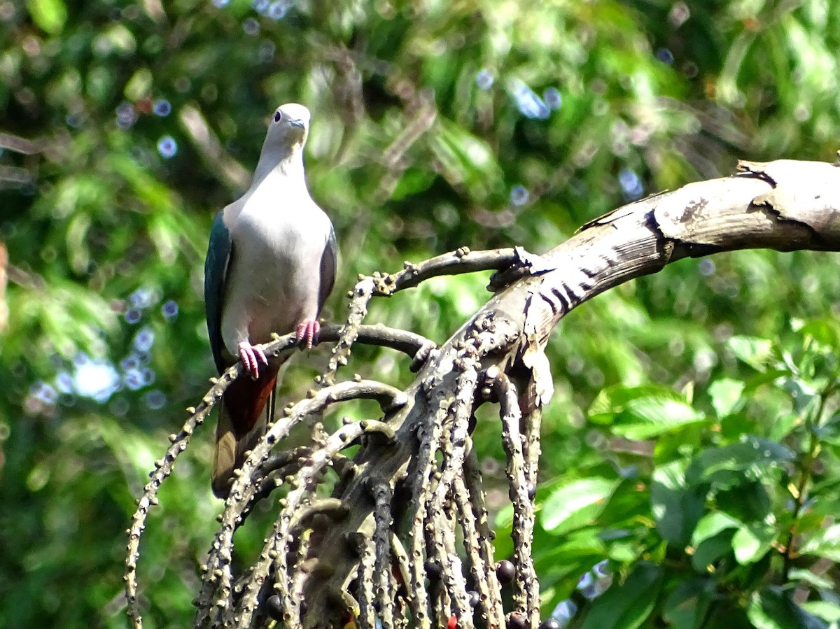 Green Imperial-Pigeon - ML619328322