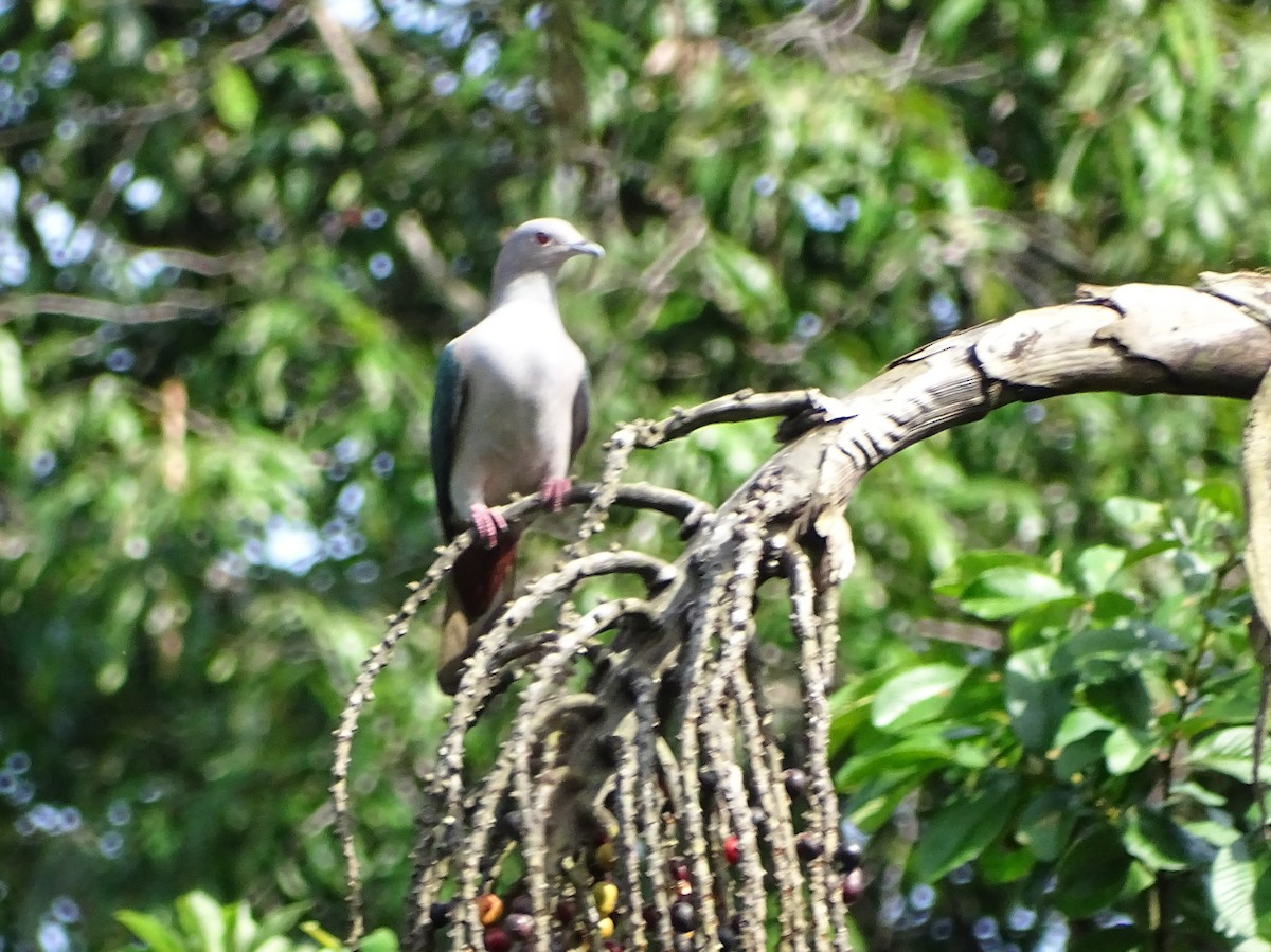 Green Imperial-Pigeon - ML619328323