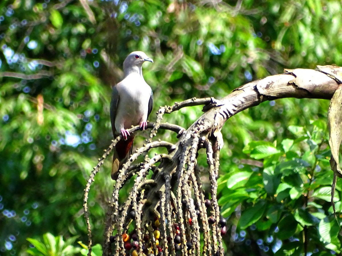 Green Imperial-Pigeon - ML619328324