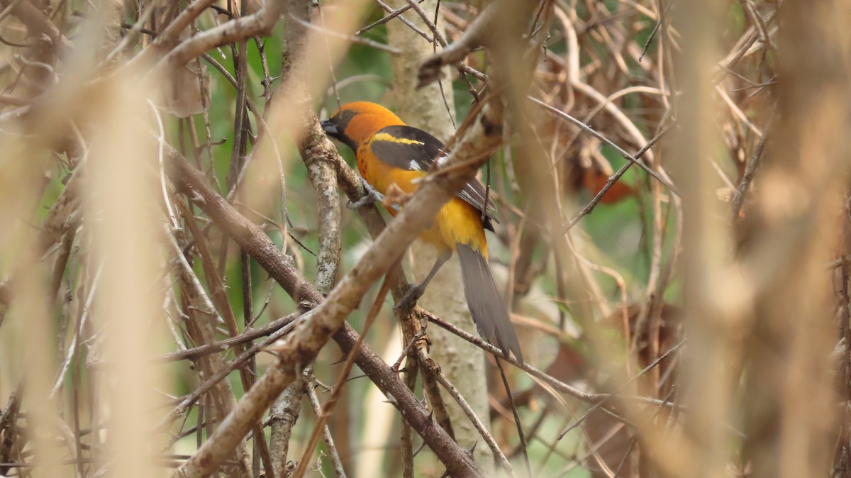 Spot-breasted Oriole - ML619328353