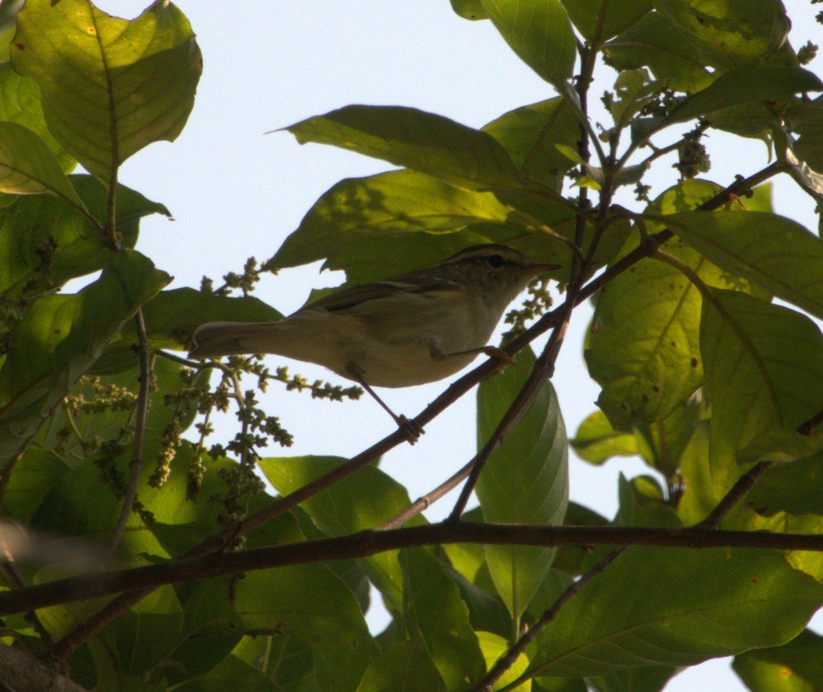 Yellow-browed Warbler - ML619328383