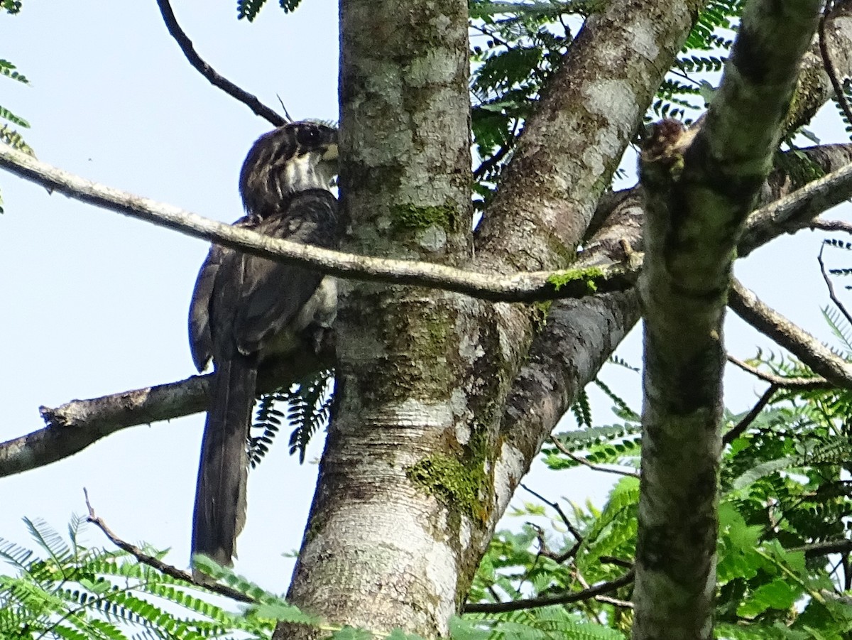 Sri Lanka Gray Hornbill - ML619328406