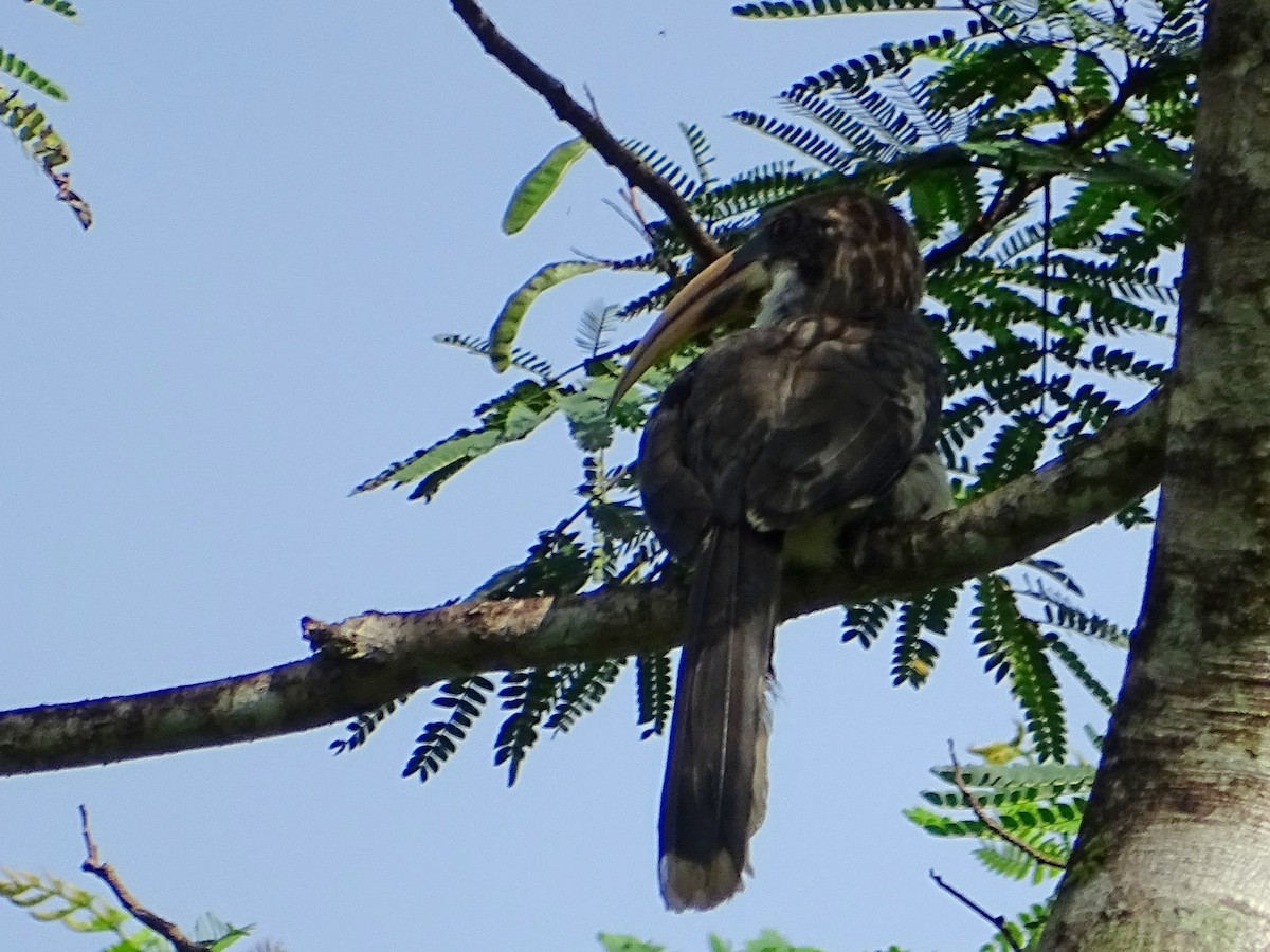 Sri Lanka Gray Hornbill - ML619328407