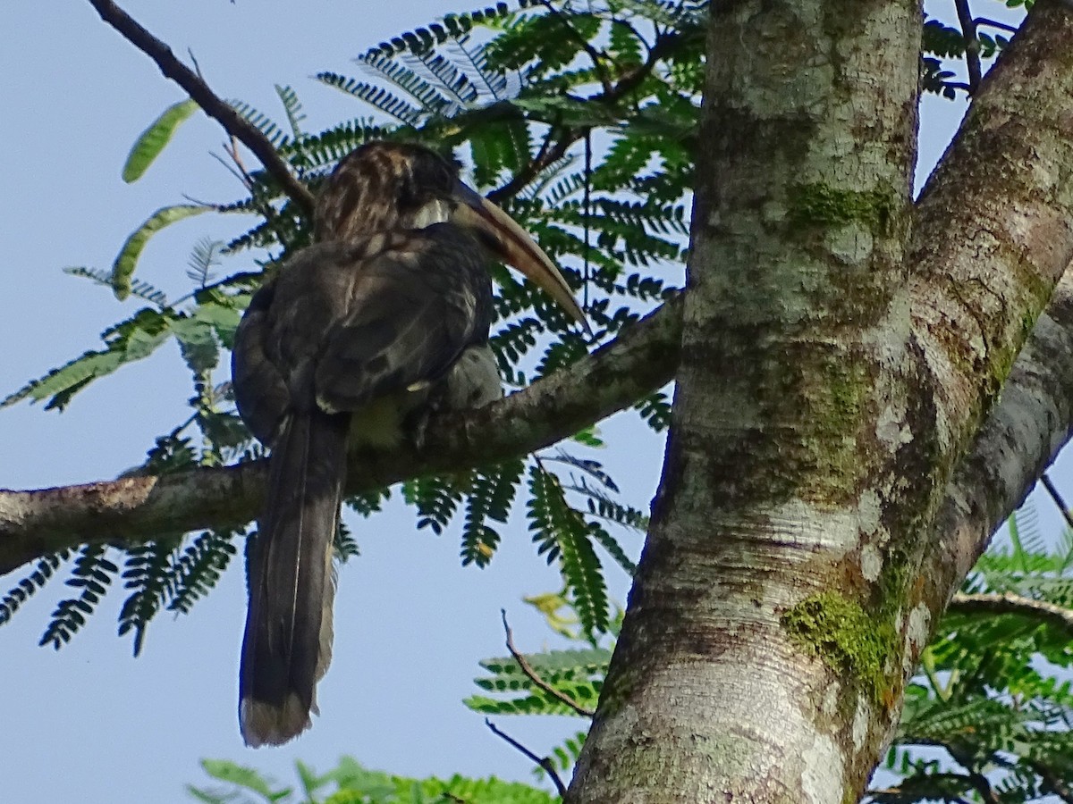 Sri Lanka Gray Hornbill - ML619328408