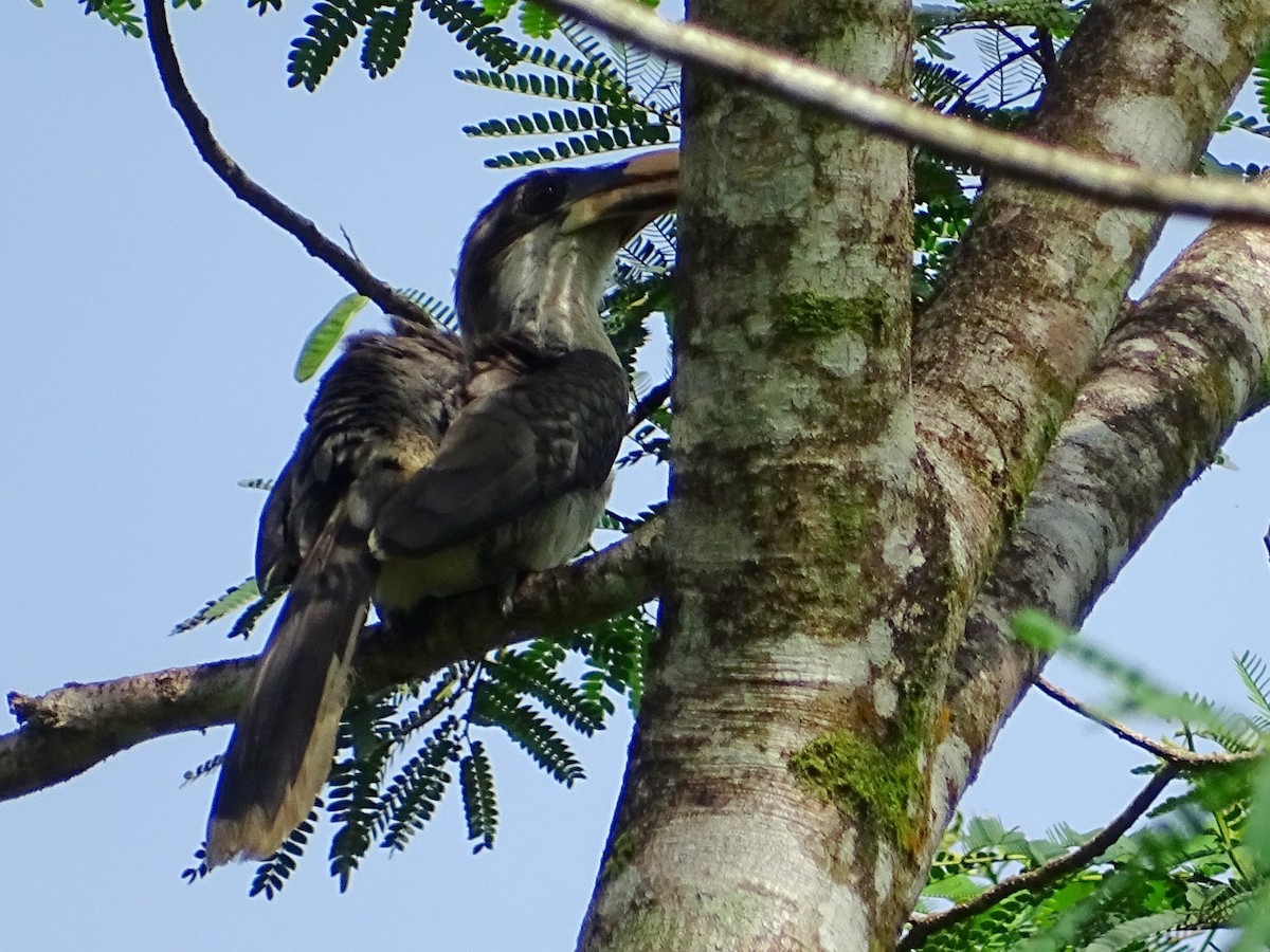 Sri Lanka Gray Hornbill - ML619328409