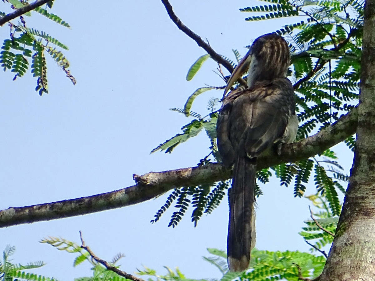 Sri Lanka Gray Hornbill - ML619328410