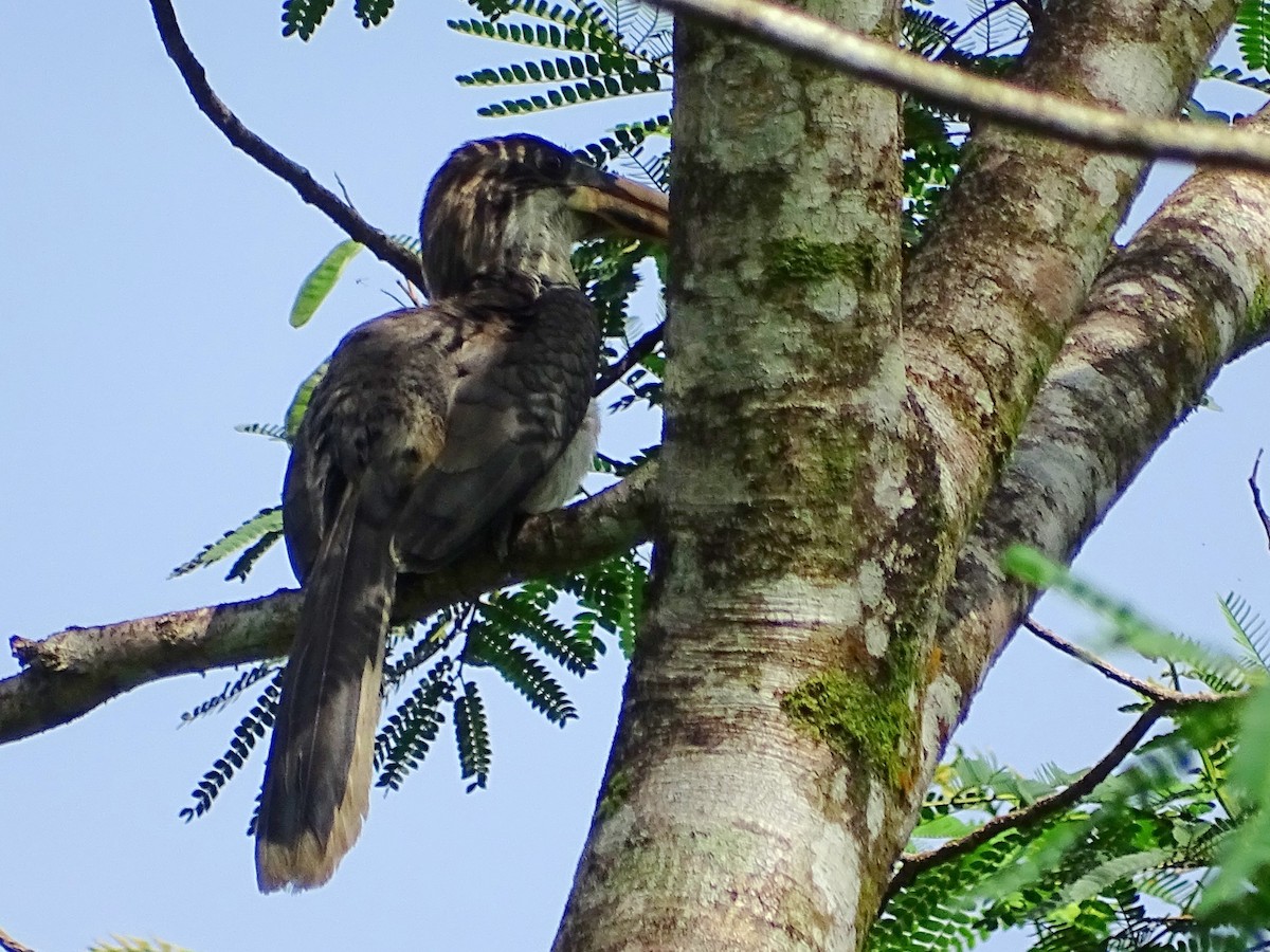 Sri Lanka Gray Hornbill - ML619328411