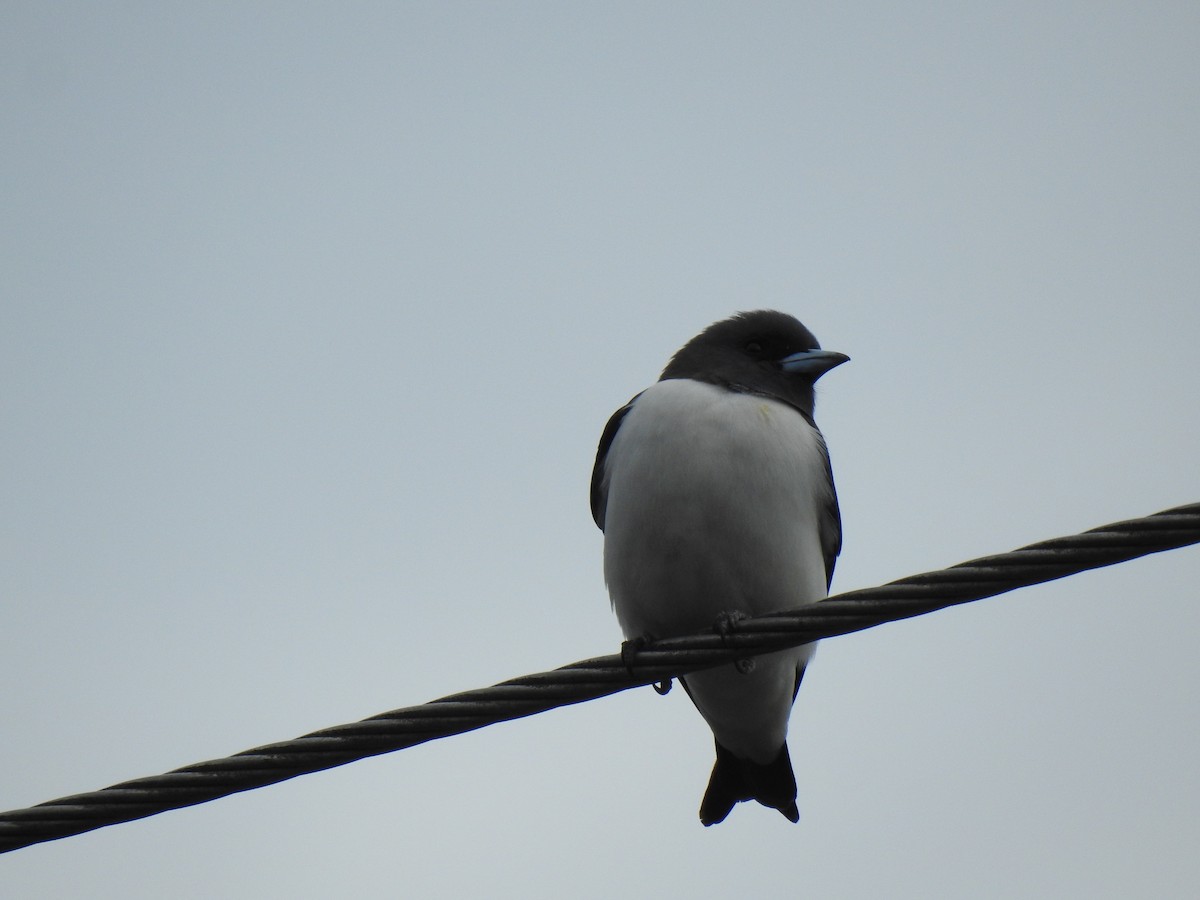 White-breasted Woodswallow - ML619328471