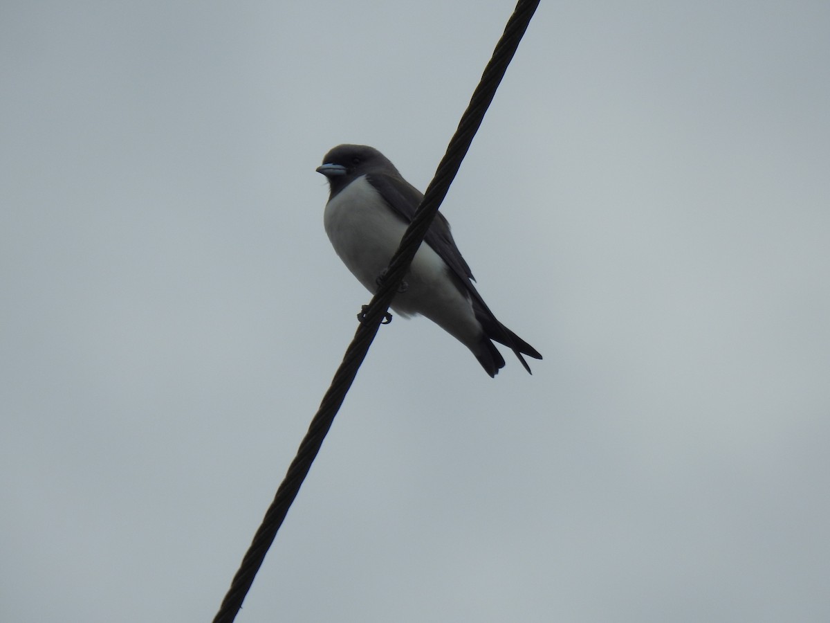 White-breasted Woodswallow - ML619328472