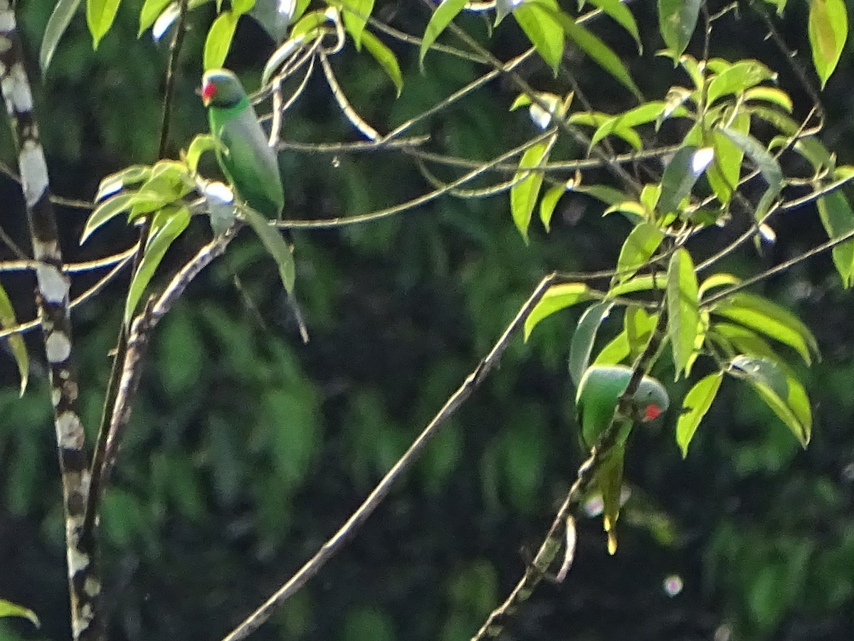 Seylan Yeşil Papağanı - ML619328476