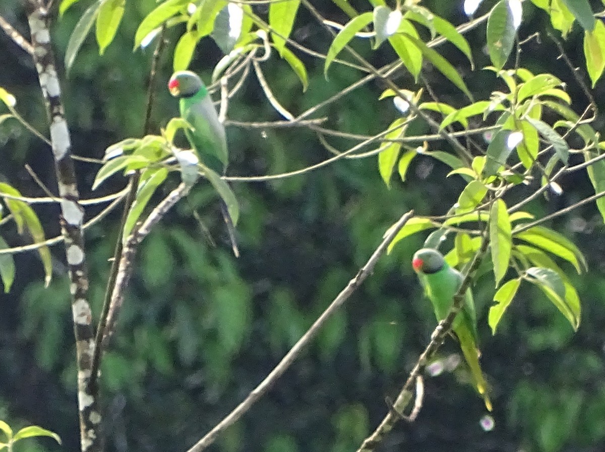 Seylan Yeşil Papağanı - ML619328477