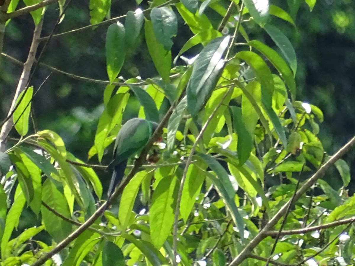 Seylan Yeşil Papağanı - ML619328479