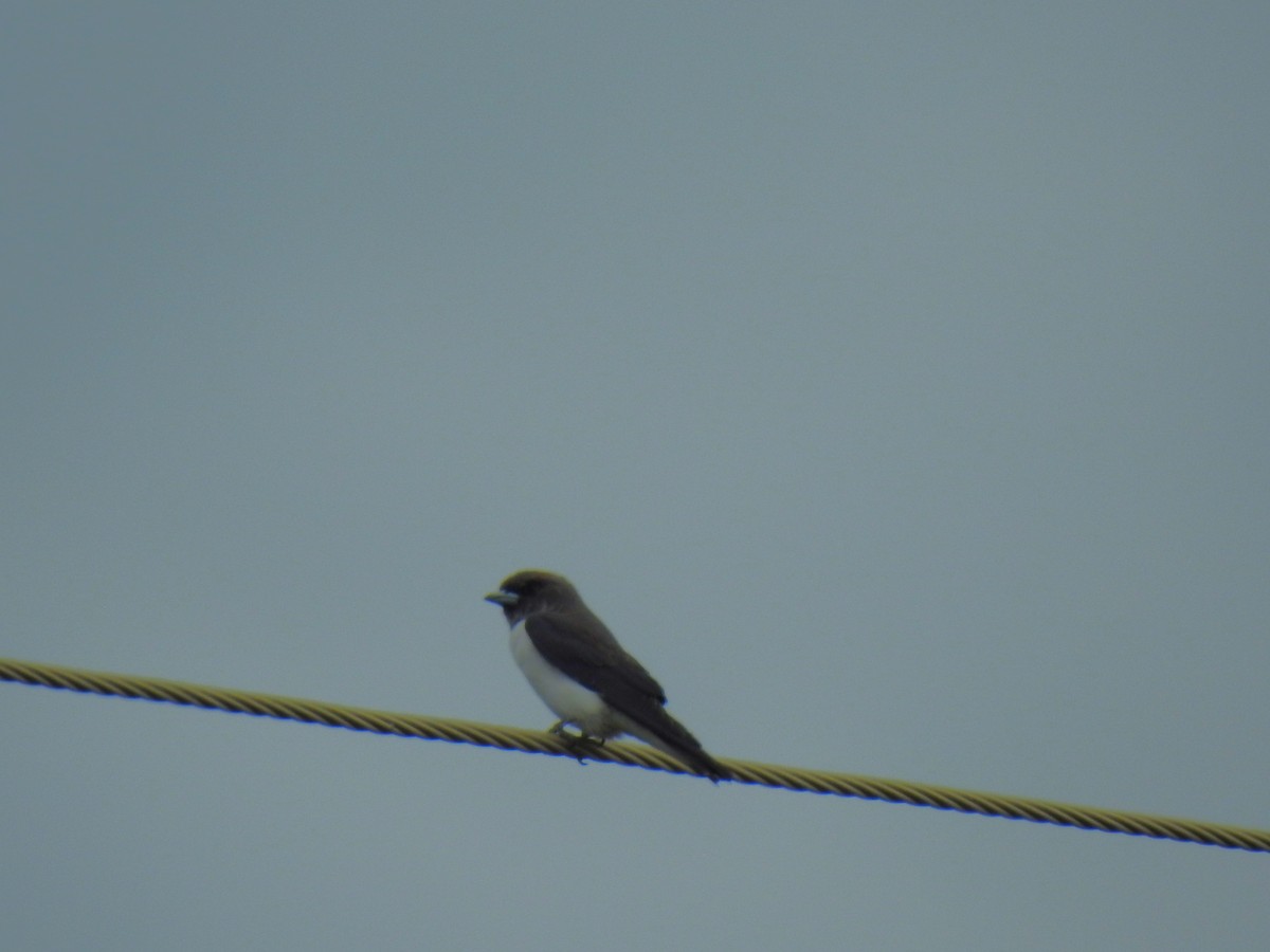 White-breasted Woodswallow - ML619328489
