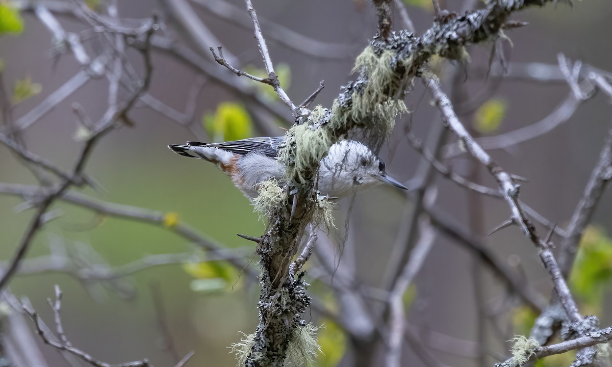 White-breasted Nuthatch (Interior West) - ML619328501