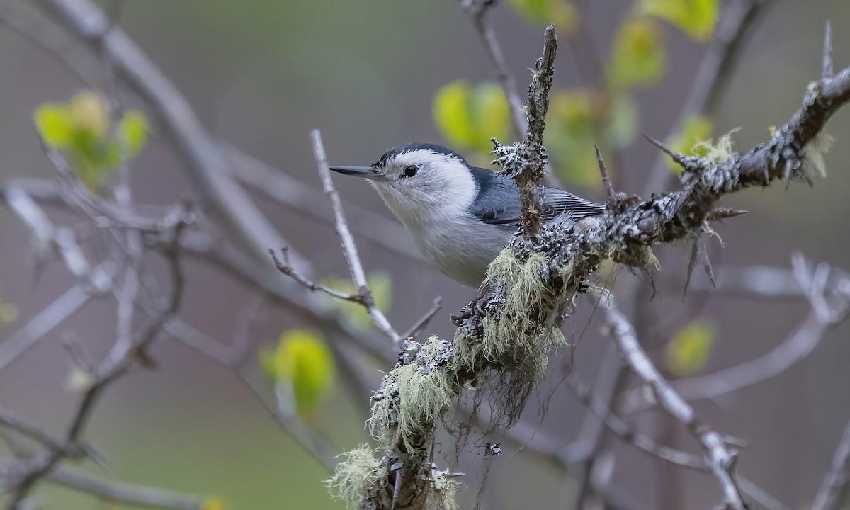 White-breasted Nuthatch (Interior West) - ML619328502