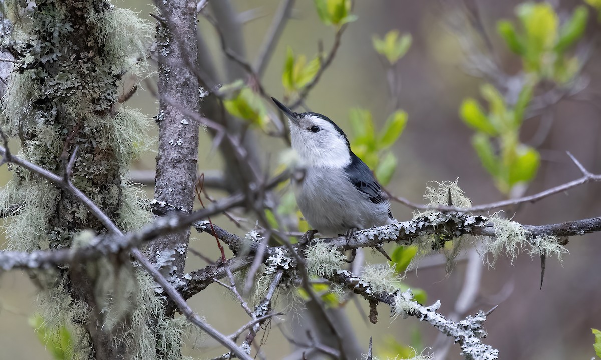 White-breasted Nuthatch (Interior West) - ML619328503