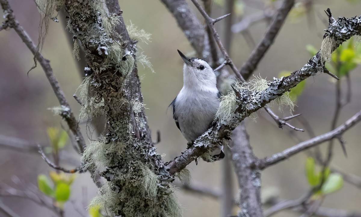 White-breasted Nuthatch (Interior West) - ML619328505