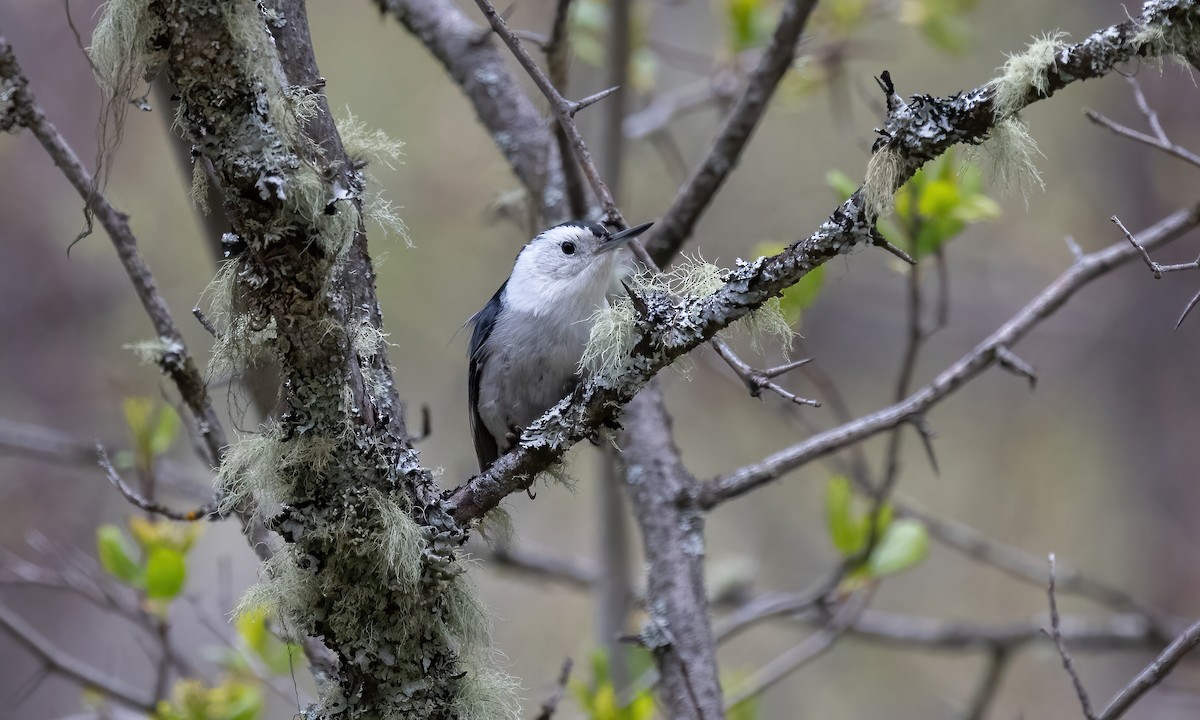 White-breasted Nuthatch (Interior West) - ML619328507