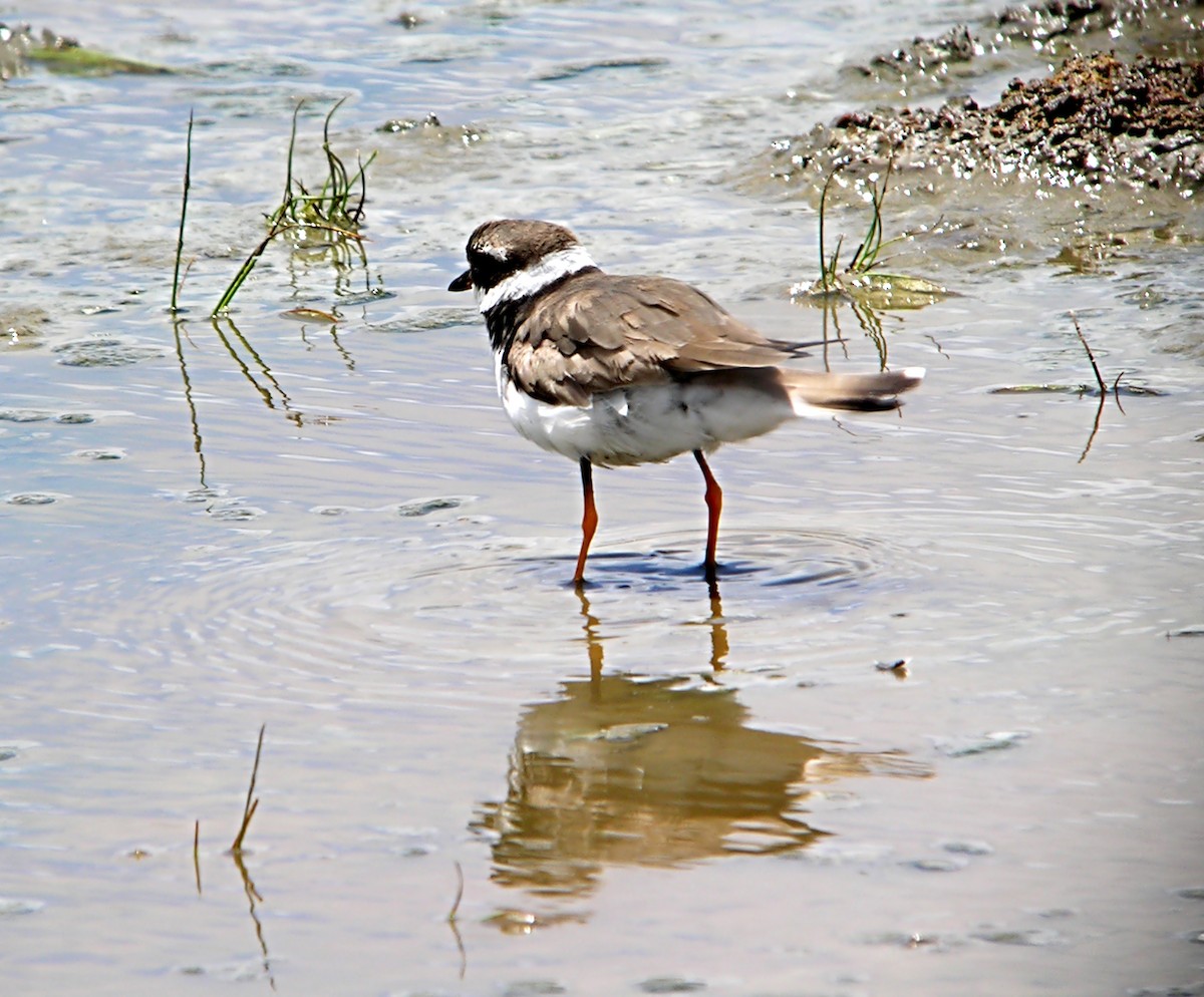 Common Ringed Plover - ML619328540