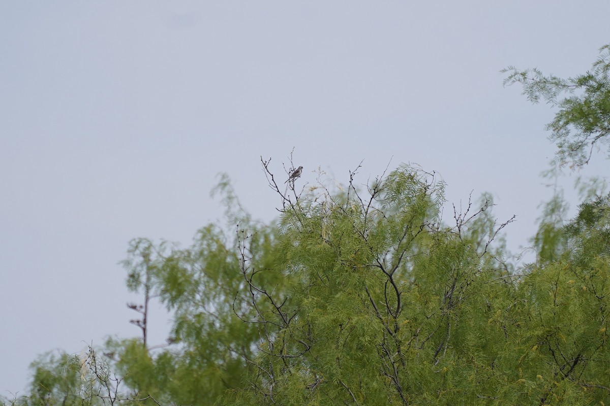 Black-throated Sparrow - ML619328552