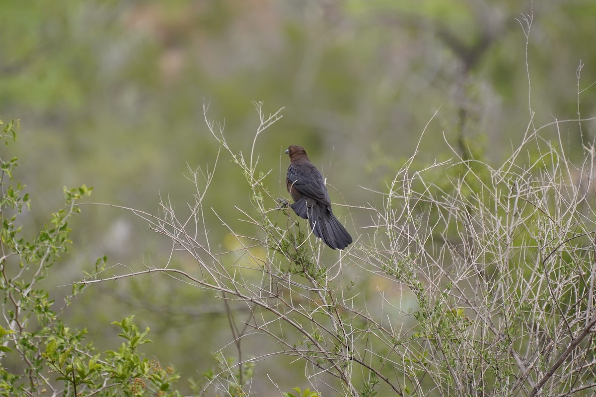 Great-tailed Grackle - ML619328557