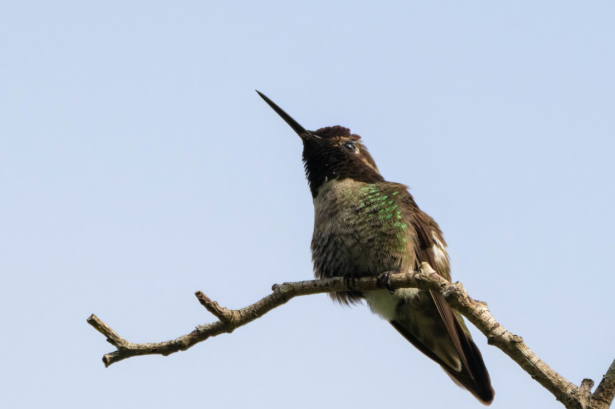 Anna's Hummingbird - ML619328559