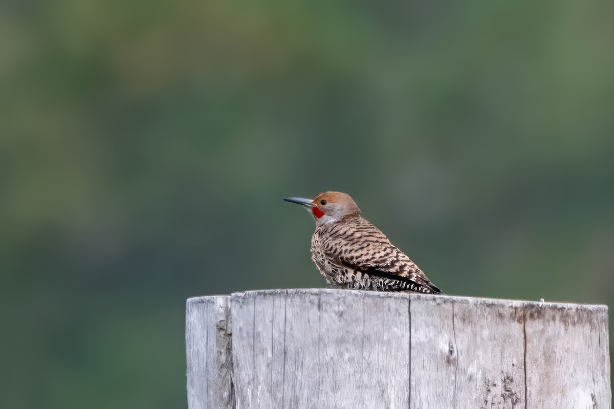 Northern Flicker (Red-shafted) - ML619328573