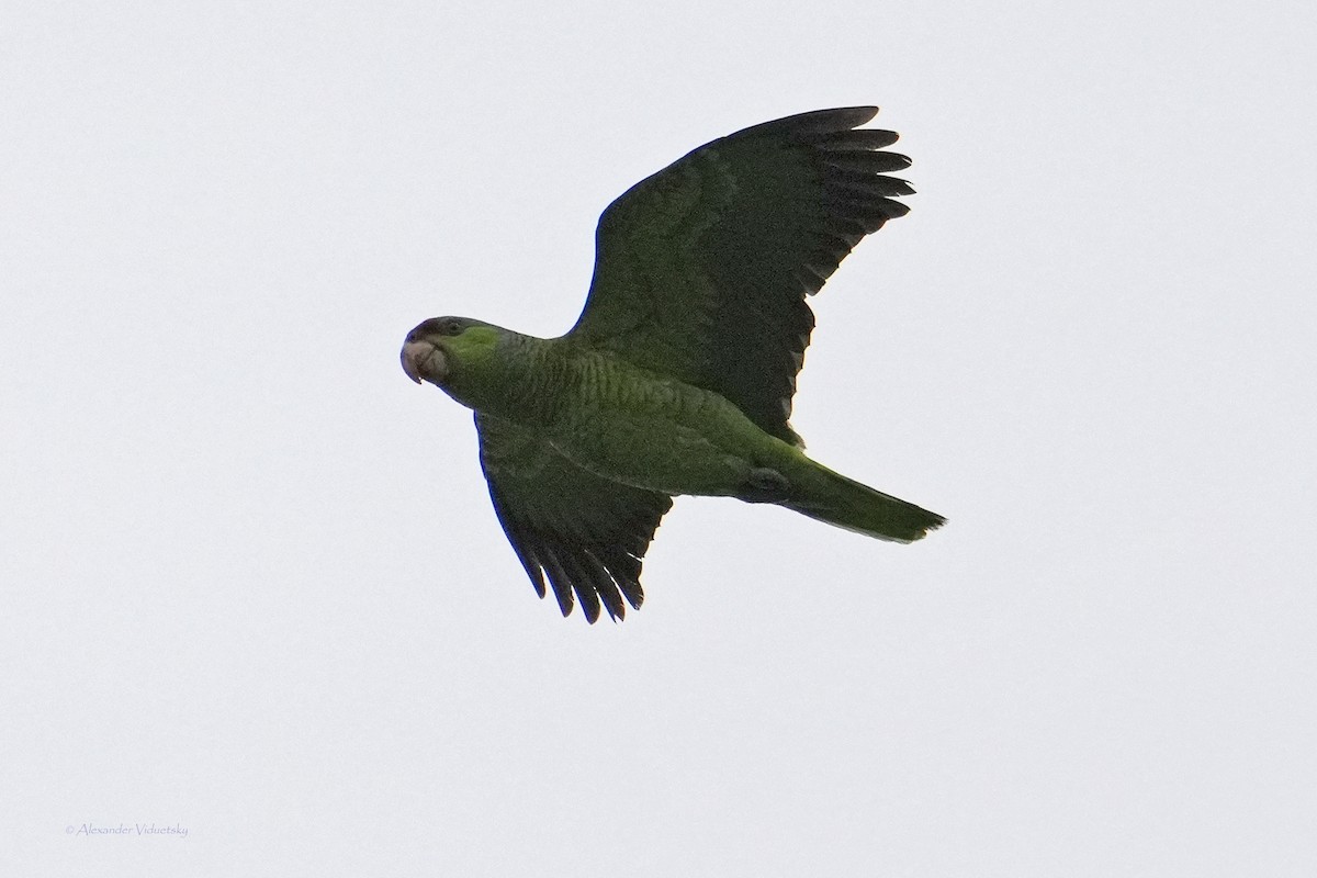 Lilac-crowned Parrot - ML619328597