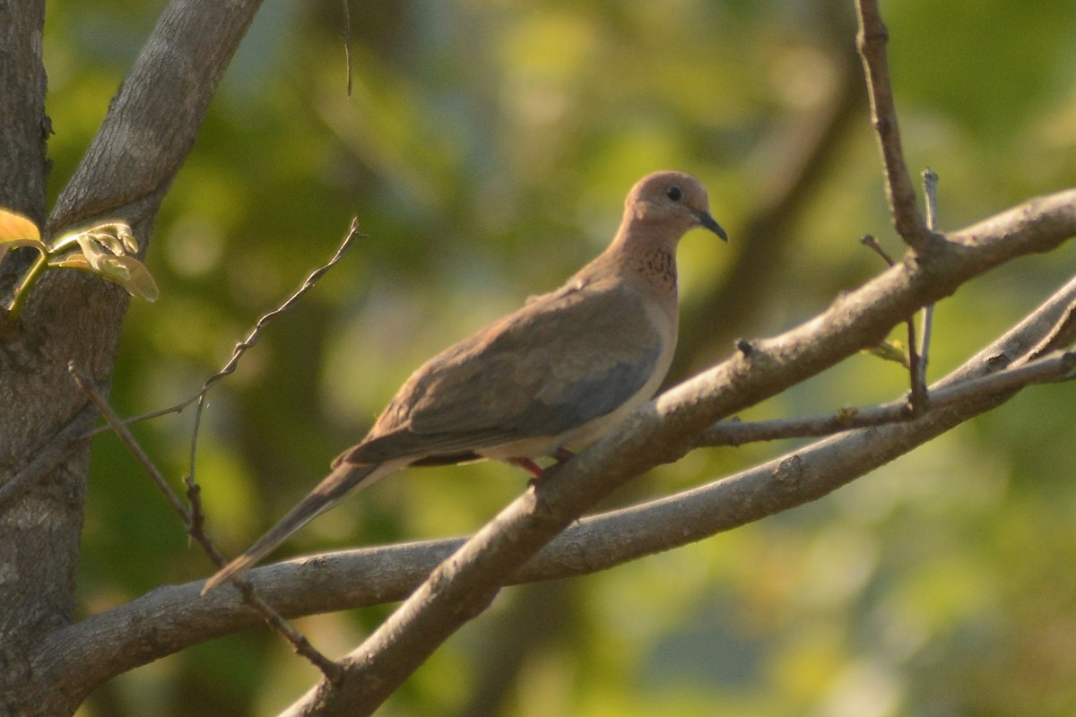 Laughing Dove - ML619328601