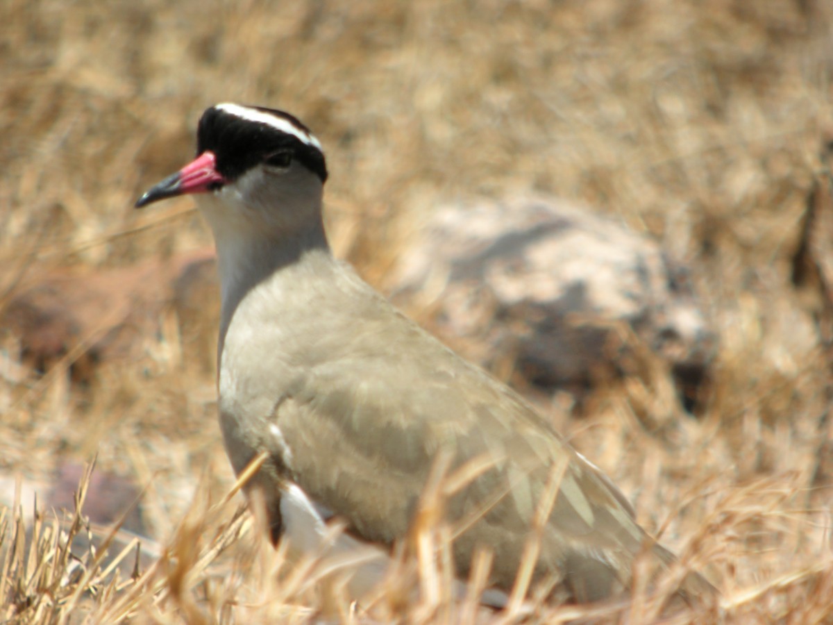 Crowned Lapwing - ML619328616