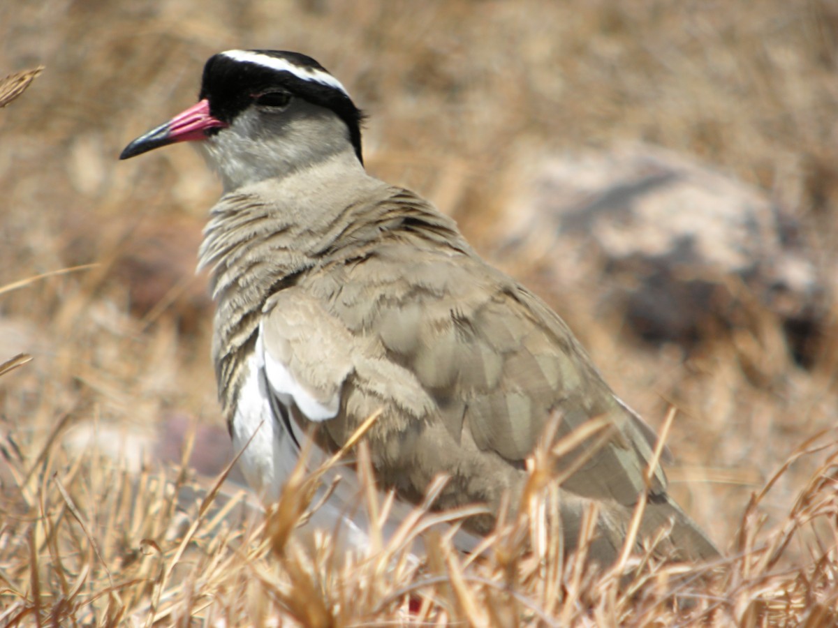 Crowned Lapwing - ML619328617