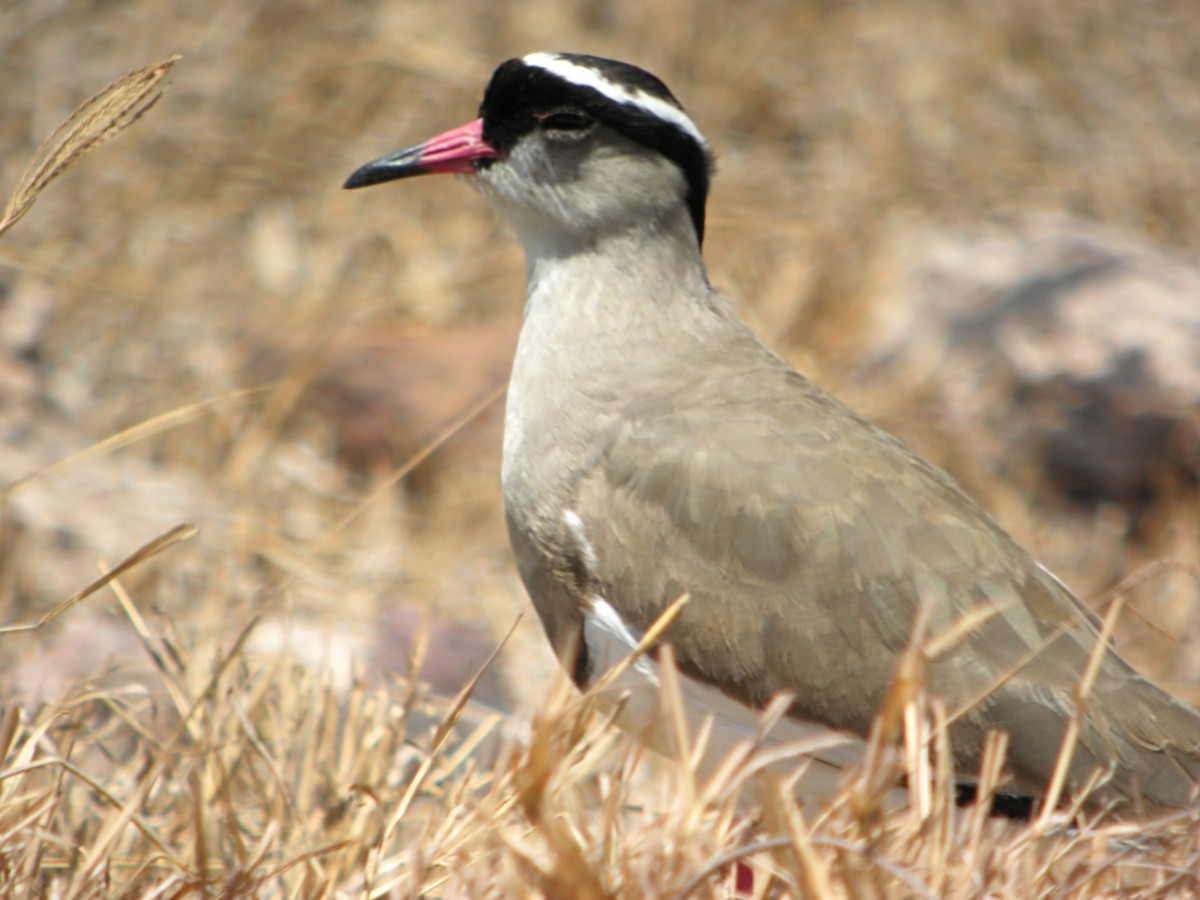 Crowned Lapwing - ML619328618