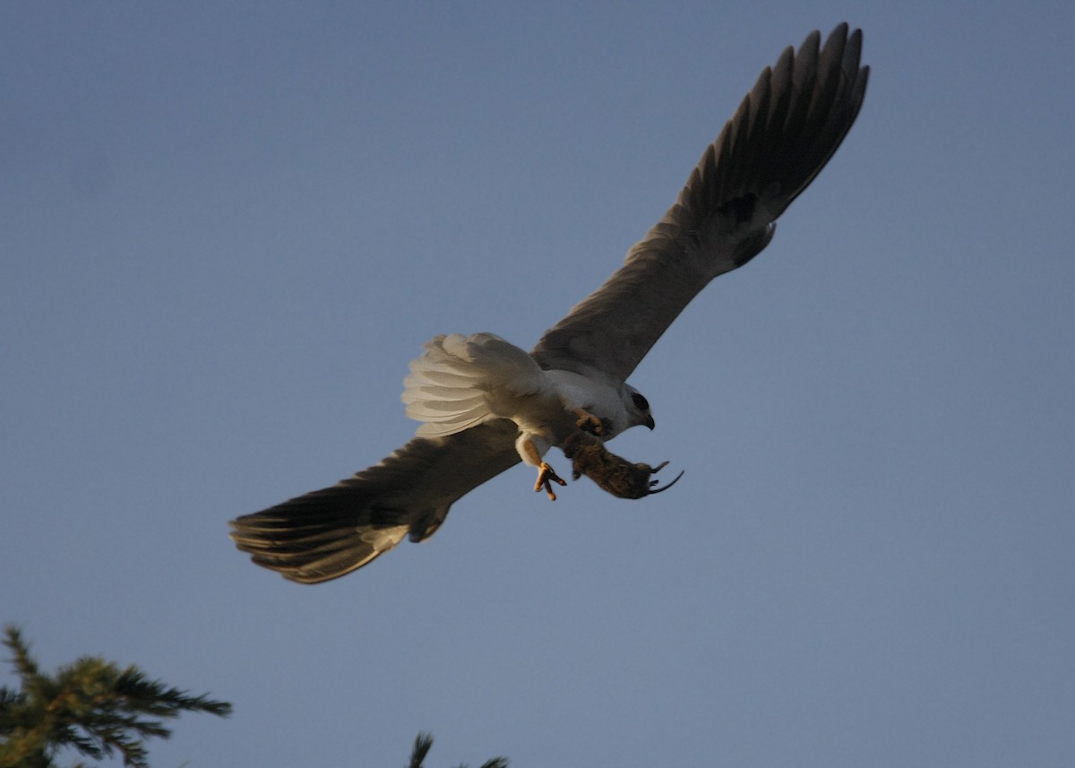 White-tailed Kite - ML619328629