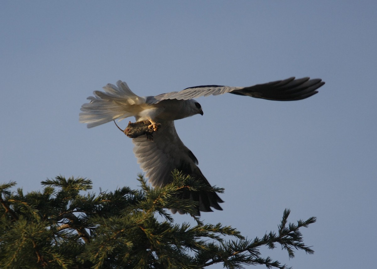White-tailed Kite - ML619328630