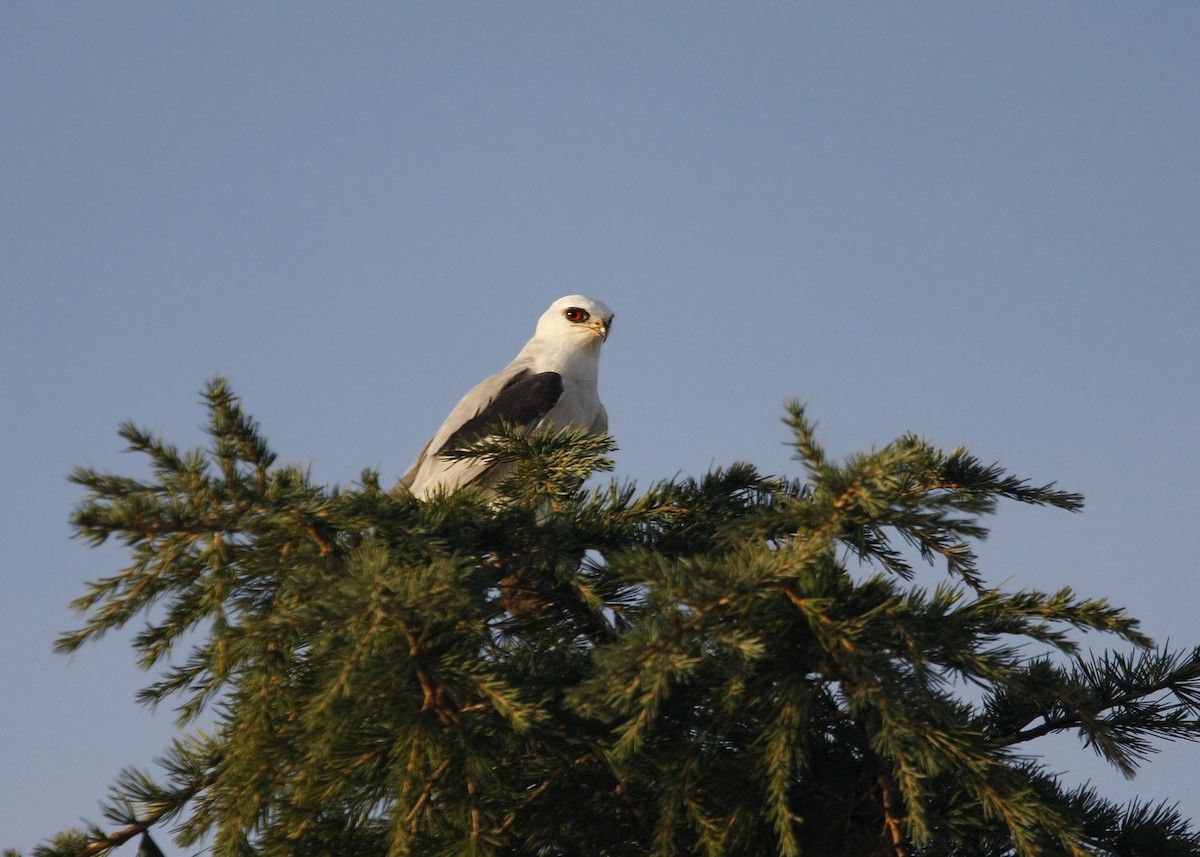 White-tailed Kite - ML619328632