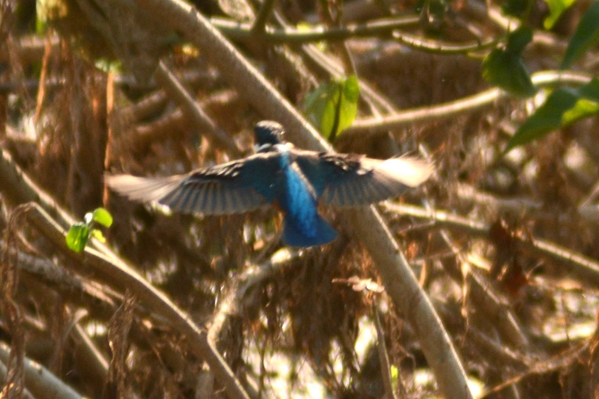 Common Kingfisher - ML619328644