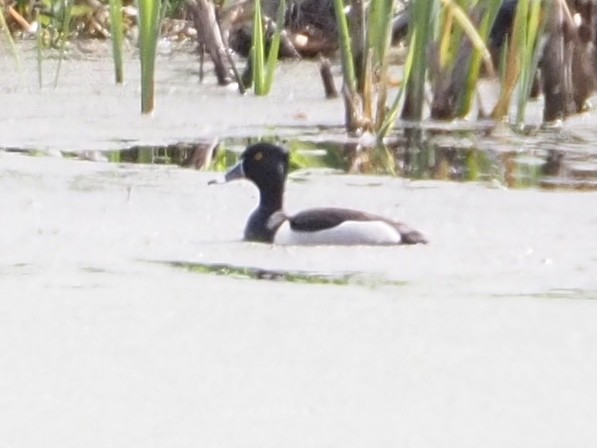 Ring-necked Duck - ML619328670