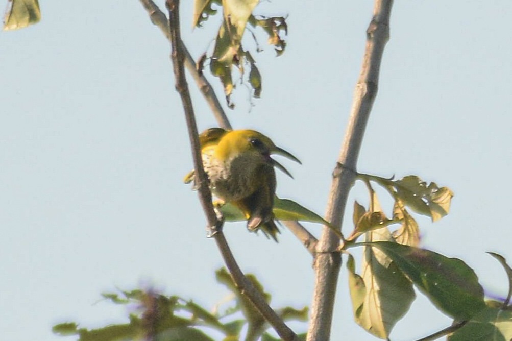 Indian Golden Oriole - ML619328679
