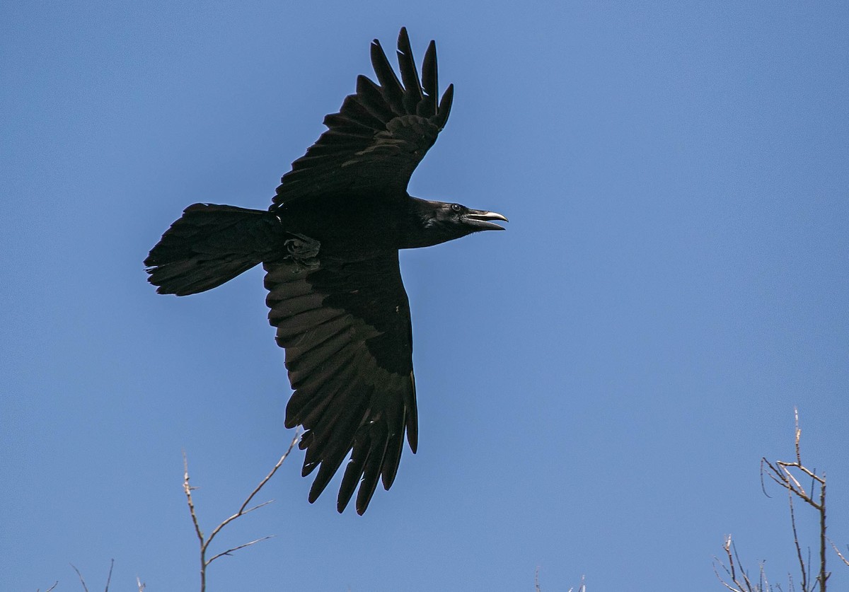 Common Raven - ML619328685