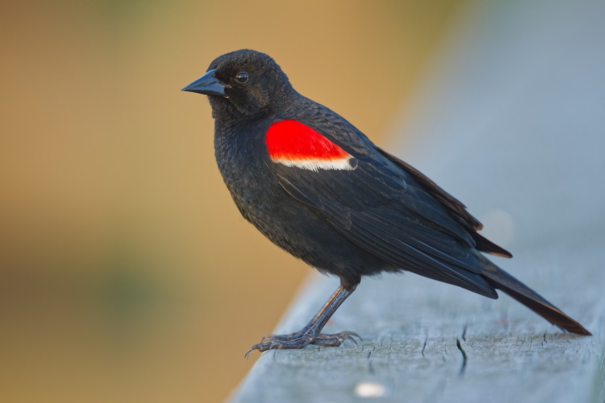 Red-winged Blackbird - ML619328686