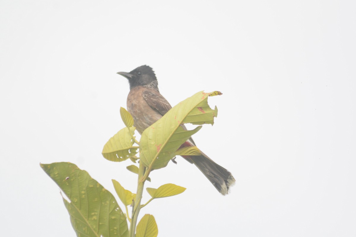 Red-vented Bulbul - ML619328717