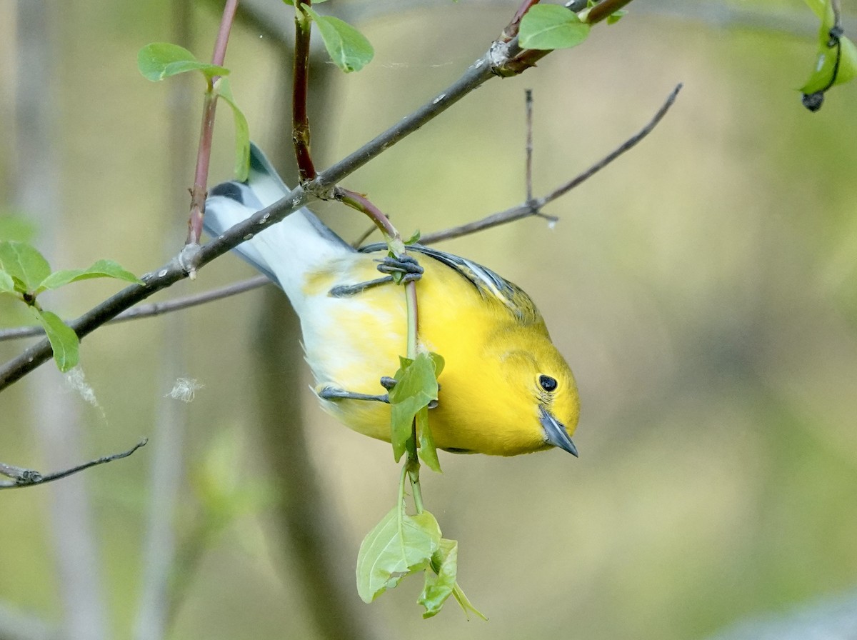 Prothonotary Warbler - ML619328811