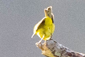Western Tanager - ML619328828