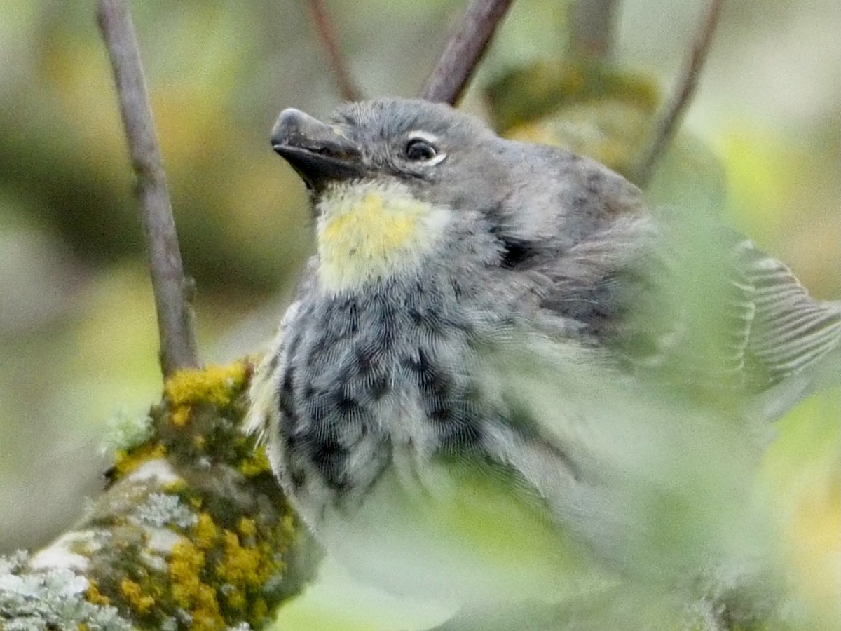 Yellow-rumped Warbler - ML619328838