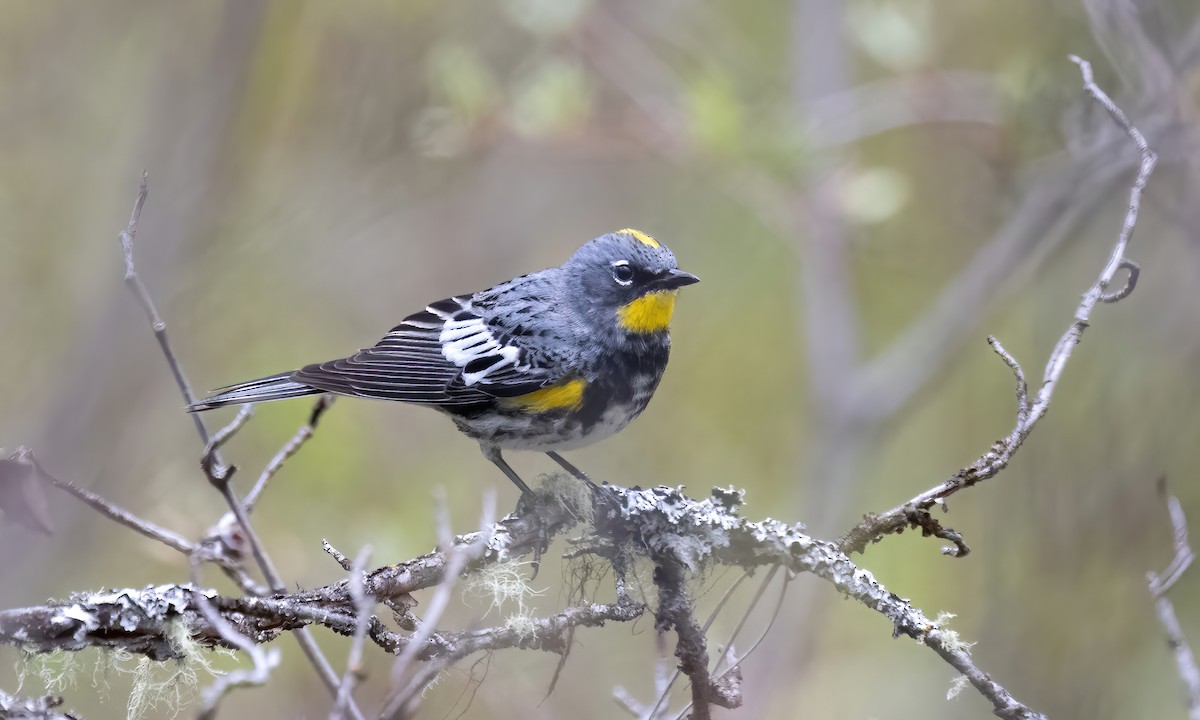 Yellow-rumped Warbler (Audubon's) - ML619328864