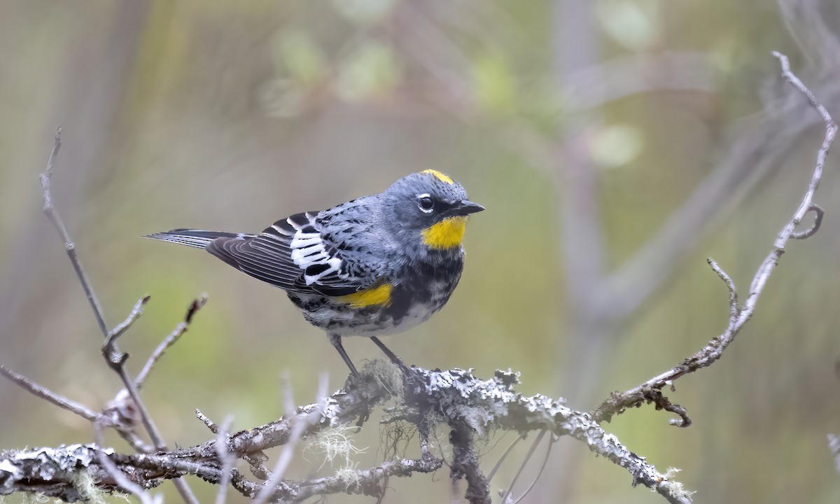 Yellow-rumped Warbler (Audubon's) - ML619328866