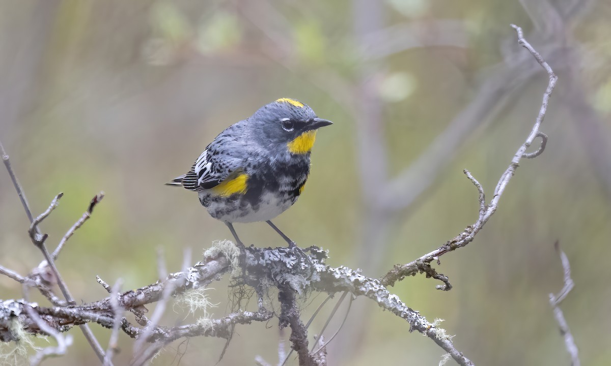 Yellow-rumped Warbler (Audubon's) - ML619328867